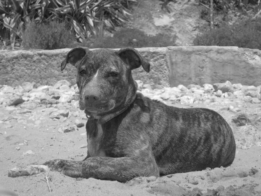 tranquilita,descansando en la playa